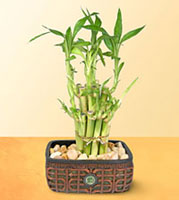 Lucky Bamboo