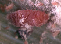 Bamboo Mealybug - Palmicultor Lumpurensis