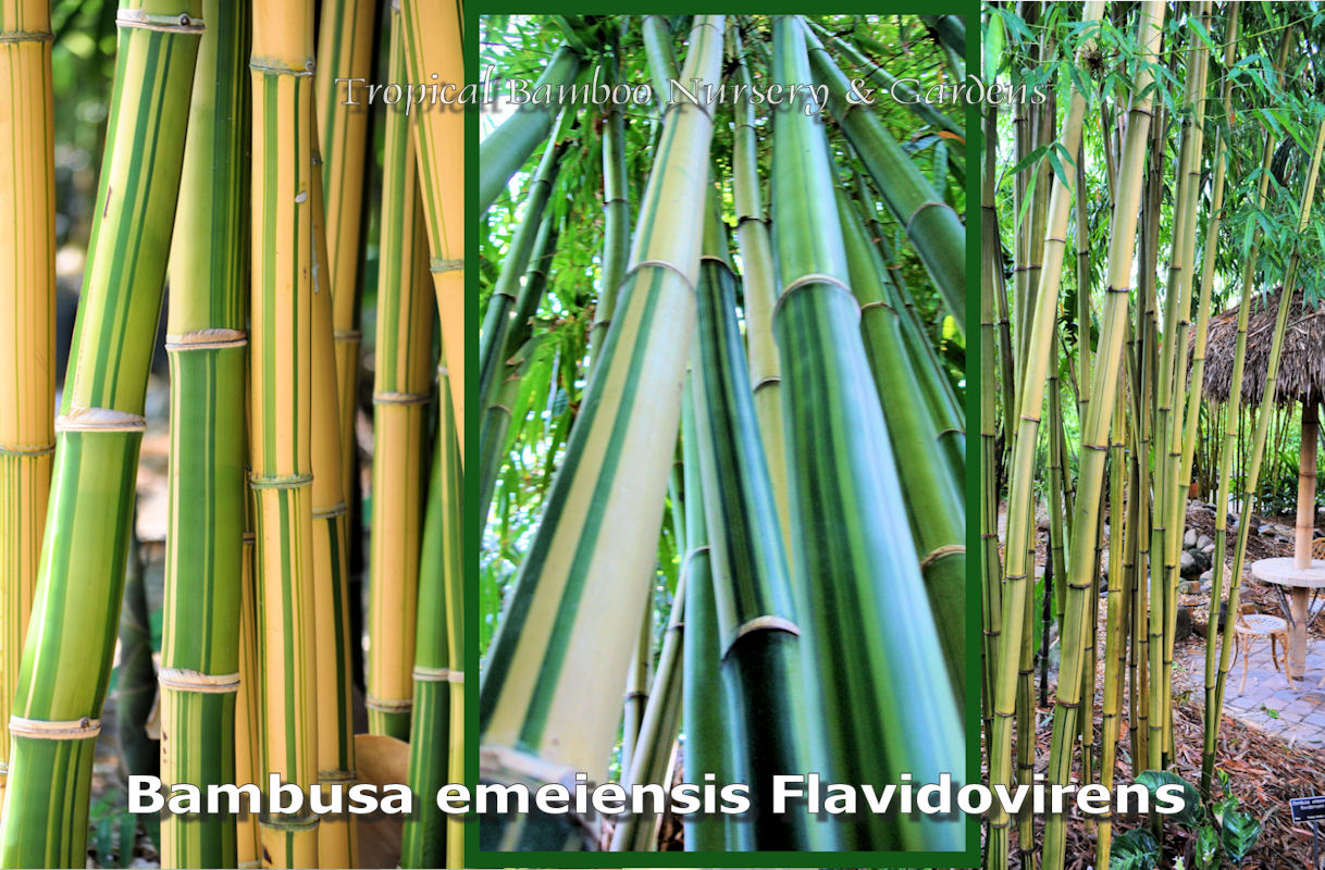 Bamboo Twigs - Davenport Garden Centre