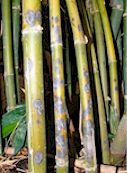 Bamboo Fungal Spots