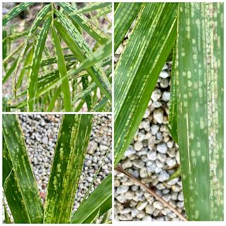 Spider Mite Damage on Bamboo Leaves