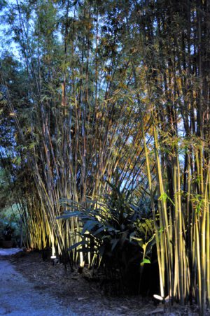 Bambusa textilis glabra - Silk Bamboo