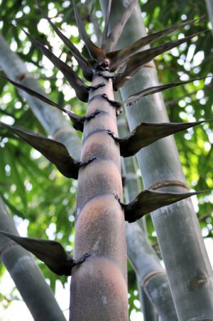 Dendrocalamus giganteus - Giant Bamboo (Florida Clone)