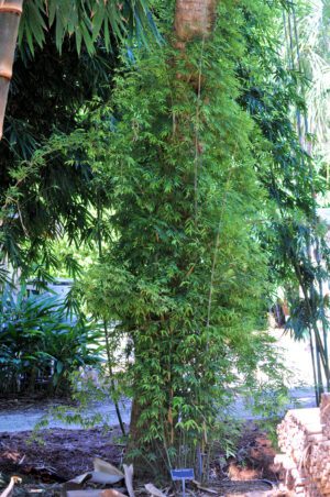 Chusquea liebmannii