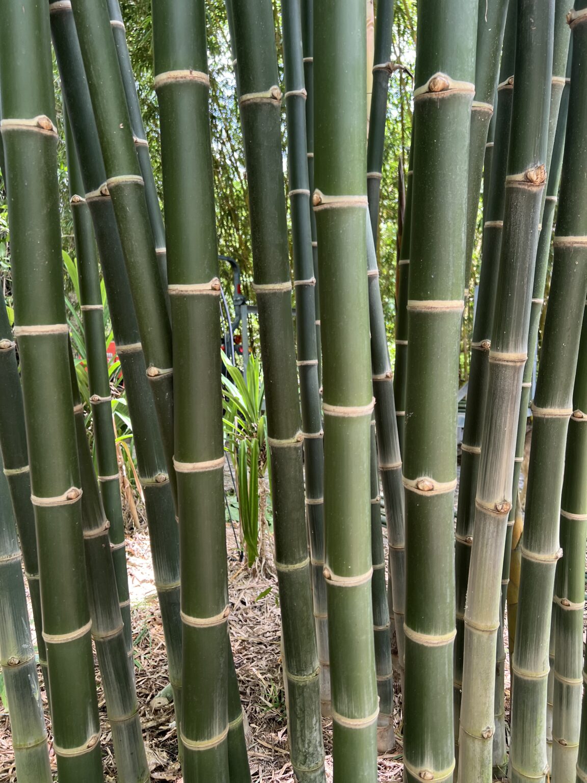 xThyrsocalamus liang - Thai Beauty Bamboo