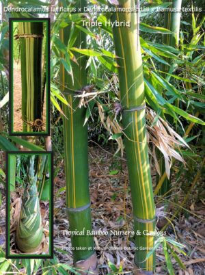 Tropical bamboo in garden setting
