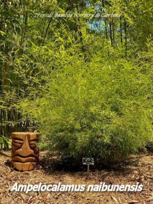 Bamboo plant with wooden sculpture