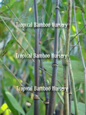 Bamboo stalks in a tropical setting