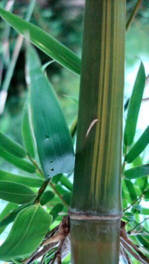 Green bamboo with leafy background