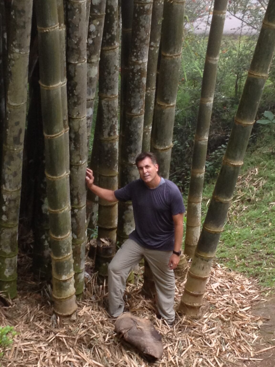 Dendrocalamus asper