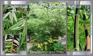 Bamboo garden with vibrant green foliage