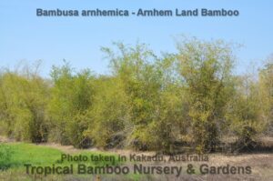 Tropical bamboo plants in nursery garden