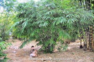 Bamboo grove with person underneath