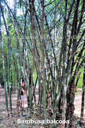 Bambusa balcooa bamboo grove