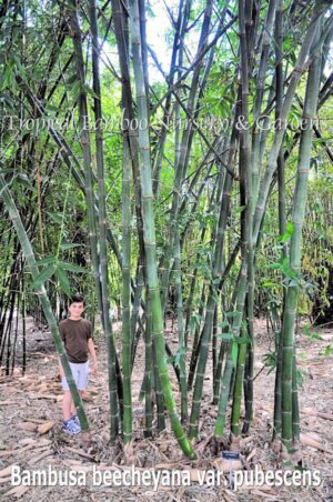 Tall bamboo stalks in a garden