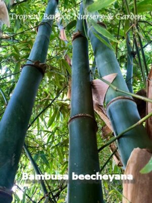 Tall bamboo stalks with green leaves