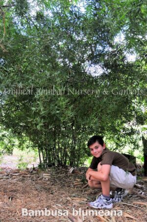 Child in garden with bamboo