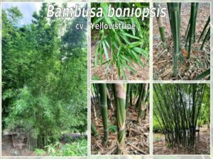 Green bamboo stems and leaves
