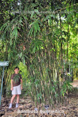 Person beside towering bamboo stalks