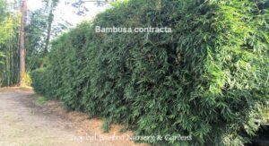 Lush bamboo grove along a pathway