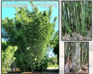 Bambusa cornigera bamboo grove