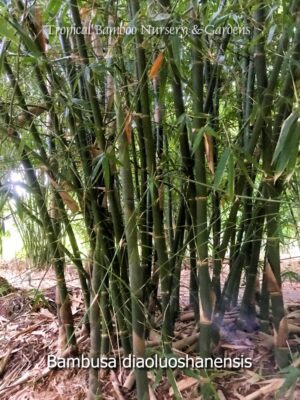 Bambusa diaoluoshanensis bamboo cluster