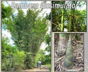 Tall bamboo grove in nature