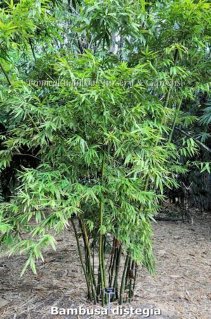 Tall bamboo in a garden setting