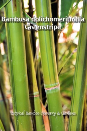 Vibrant bamboo in a tropical setting