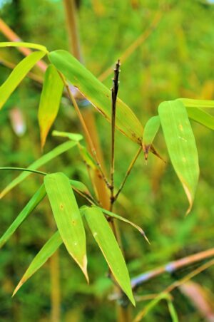 Close-up of fresh green bamboo leaves