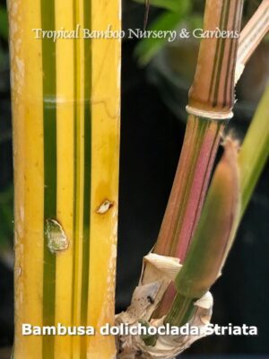 Yellow and green striped bamboo stalks