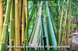 Tropical bamboo garden scene