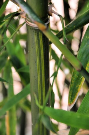 Green bamboo stem with foliage