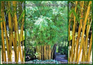 Dense bamboo grove pathway