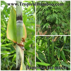 Close-up of Bambusa farinacea bamboo