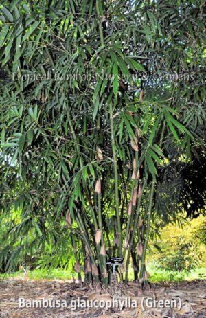 Bamboo plant with lush green leaves