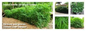 Dense bamboo hedge in garden