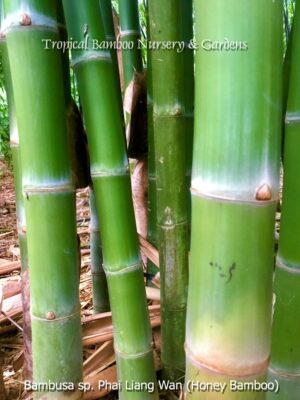 Lush bamboo grove in garden
