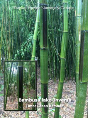 Green bamboo forest with text overlay