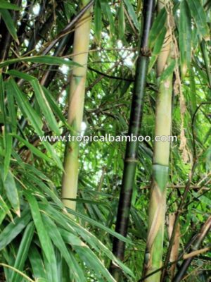 Lush bamboo grove with vibrant foliage