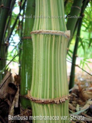 Detailed view of bamboo culm