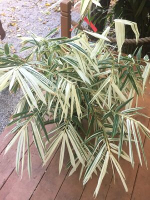 Variegated bamboo plant on wooden deck