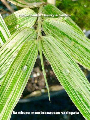 Close-up of green and white bamboo leaves