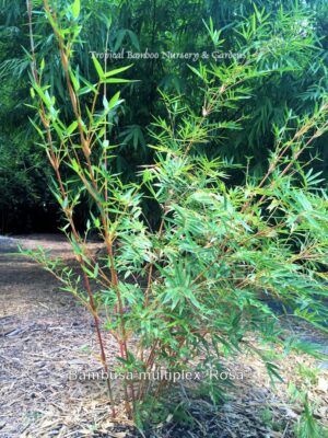 Lush green bamboo in nursery