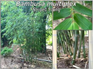 Bambusa multiplex in a garden setting