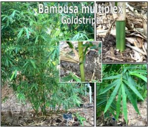 Close-up of Bambusa multiplex stem