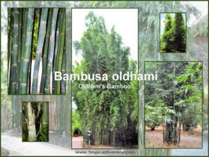 Various views of Oldham's bamboo