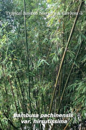 Tall bamboo stalks at a nursery