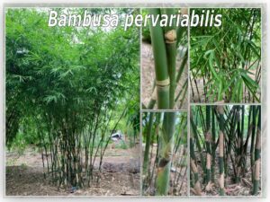 Tall bamboo plants in garden setting