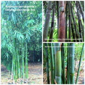Tall bamboo stems with lush foliage.